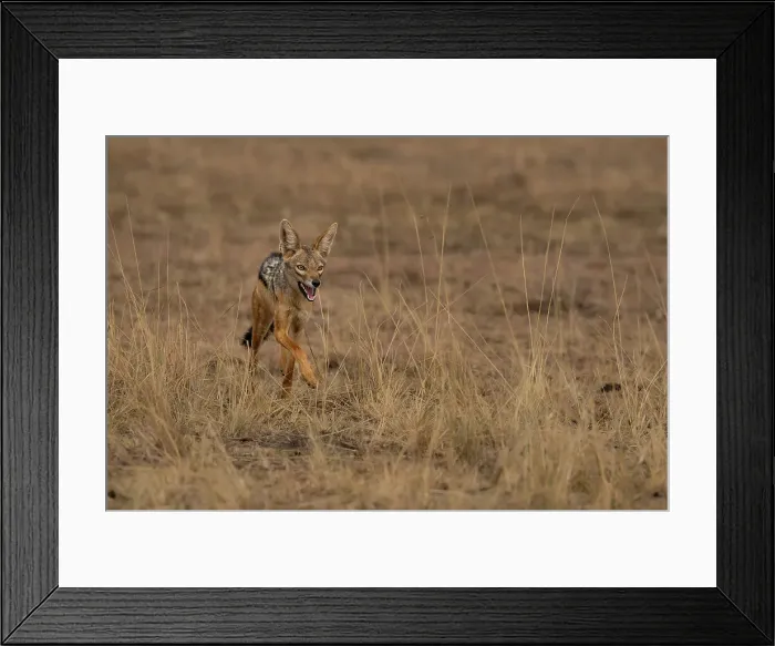 Framed Print : A running Black-backed Jackal (Canis mesomelas) in the Maasai Mara, Kenya, East Africa, Africa Framed Print : A running Black-backed Jackal (Canis mesomelas) in the Maasai Mara, Kenya, East Africa, Africa