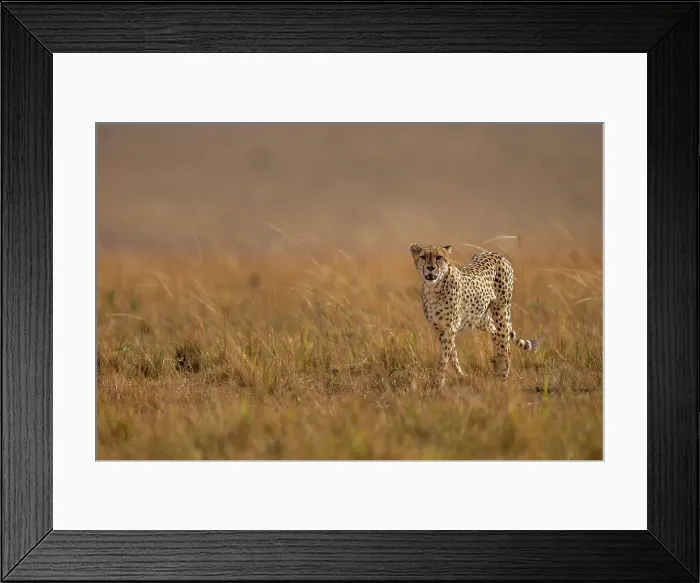 Framed Print : A male Cheetah (Acinonyx jubatus) in the Maasai Mara, Kenya, East Africa, Africa Framed Print : A male Cheetah (Acinonyx jubatus) in the Maasai Mara, Kenya, East Africa, Africa