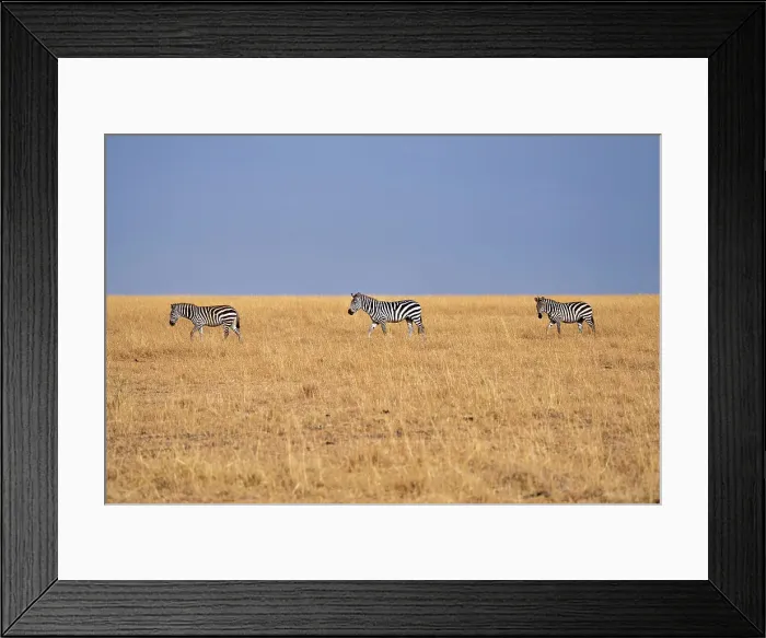 Framed Print : Zebras (Equus quagga) in the grasslands of the Maasai Mara, Kenya, East Africa, Africa Framed Print : Zebras (Equus quagga) in the grasslands of the Maasai Mara, Kenya, East Africa, Africa