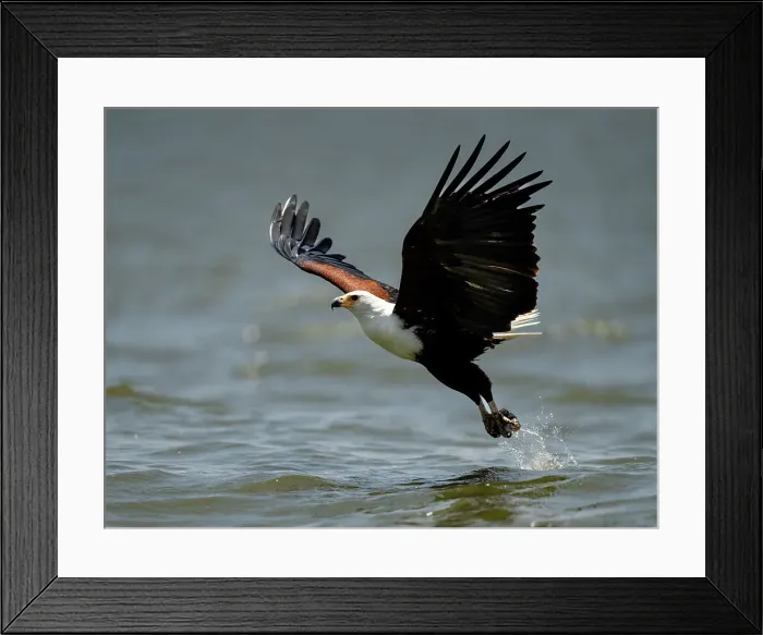 Framed Print : An African Fish Eagle (Icthyophaga vocifer), scooping a fish out of the water, Rwanda, Africa Framed Print : An African Fish Eagle (Icthyophaga vocifer), scooping a fish out of the water, Rwanda, Africa