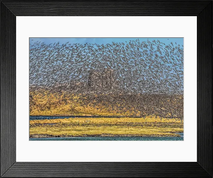 Framed Print : Flock of Oystercatchers, South Walney Nature Reserve, blocking out the distant Piel Castle, just visible on Piel Island, Cumbrian Coast, Furness Peninsula, Cumbria, England, United Kingdom, Europe Framed Print : Flock of Oystercatchers, South Walney Nature Reserve, blocking out the distant Piel Castle, just visible on Piel Island, Cumbrian Coast, Furness Peninsula, Cumbria, England, United Kingdom, Europe