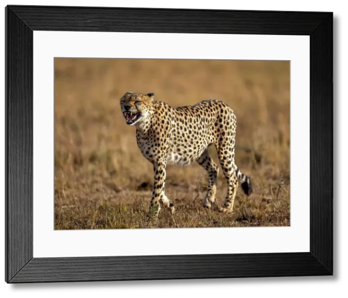 Framed Print : A male Cheetah (Acinonyx jubatus) in the Maasai Mara, Kenya, East Africa, Africa Framed Print : A male Cheetah (Acinonyx jubatus) in the Maasai Mara, Kenya, East Africa, Africa