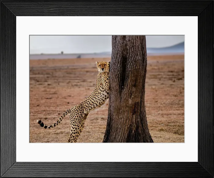 Framed Print : A male Cheetah (Acinonyx jubatus) stretching on a tree in the Maasai Mara, Kenya, East Africa, Africa Framed Print : A male Cheetah (Acinonyx jubatus) stretching on a tree in the Maasai Mara, Kenya, East Africa, Africa