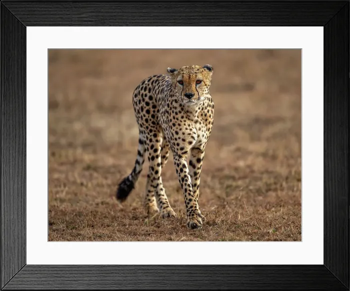 Framed Print : A male Cheetah (Acinonyx jubatus) in the Maasai Mara, Kenya, East Africa, Africa Framed Print : A male Cheetah (Acinonyx jubatus) in the Maasai Mara, Kenya, East Africa, Africa