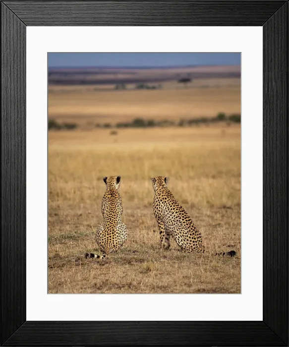 Framed Print : Male Cheetahs (Acinonyx jubatus) in the Maasai Mara, Kenya, East Africa, Africa Framed Print : Male Cheetahs (Acinonyx jubatus) in the Maasai Mara, Kenya, East Africa, Africa