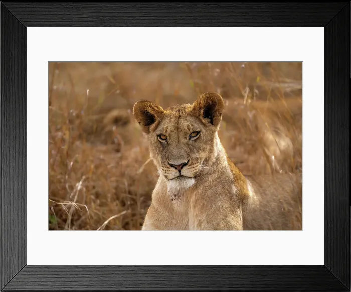 Framed Print : Adult female Lion (Panthera leo) in the Maasai Mara, Kenya, East Africa, Africa Framed Print : Adult female Lion (Panthera leo) in the Maasai Mara, Kenya, East Africa, Africa