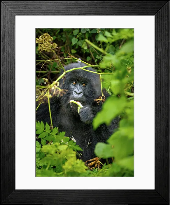 Framed Print : A mountain gorilla, a member of the Agasha family in the mountains of Volcanos National Park, Rwanda, Africa Framed Print : A mountain gorilla, a member of the Agasha family in the mountains of Volcanos National Park, Rwanda, Africa