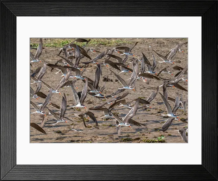 Framed Print : Flight of African skimmers along the Nile river, Murchison Falls National Park, Uganda, East Africa, Africa Framed Print : Flight of African skimmers along the Nile river, Murchison Falls National Park, Uganda, East Africa, Africa