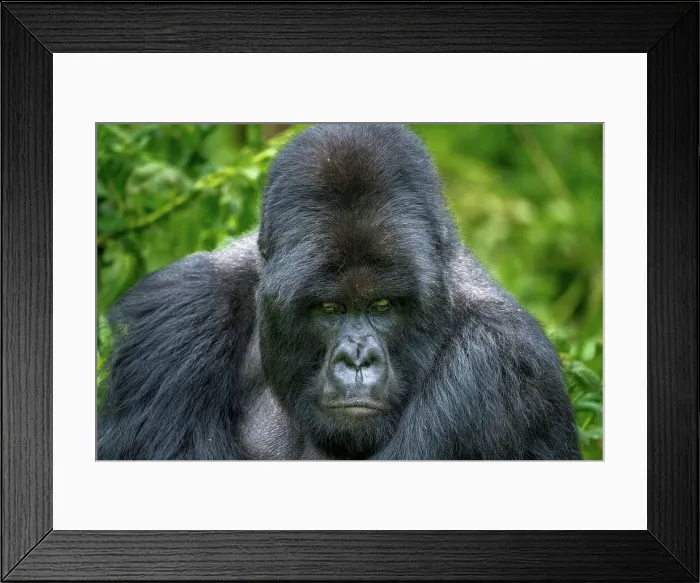 Framed Print : A Silverback mountain gorilla, a member of the Agasha family in the mountains of Volcanos National Park, Rwanda, Africa Framed Print : A Silverback mountain gorilla, a member of the Agasha family in the mountains of Volcanos National Park, Rwanda, Africa