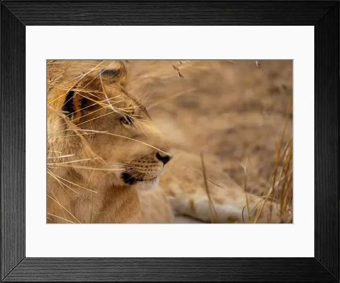 Framed Print : Adult female Lion (Panthera leo) in the Maasai Mara, Kenya, East Africa, Africa Framed Print : Adult female Lion (Panthera leo) in the Maasai Mara, Kenya, East Africa, Africa