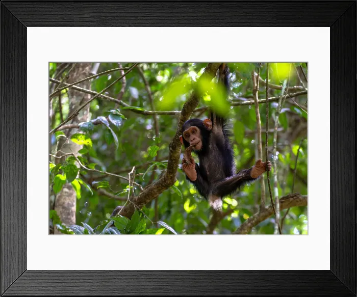 Framed Print : Young chimpanzee hanging in the branches playing, Budongo Forest, Uganda, East Africa, Africa Framed Print : Young chimpanzee hanging in the branches playing, Budongo Forest, Uganda, East Africa, Africa