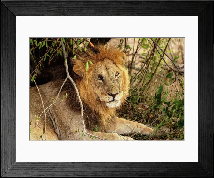 Framed Print : Adult male Lion (Panthera leo) in the Maasai Mara, Kenya, East Africa, Africa Framed Print : Adult male Lion (Panthera leo) in the Maasai Mara, Kenya, East Africa, Africa