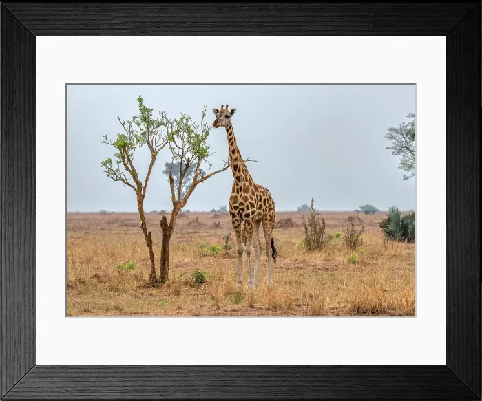 Framed Print : Rothschild giraffe in Murchison Falls National Park, Uganda, East Africa, Africa Framed Print : Rothschild giraffe in Murchison Falls National Park, Uganda, East Africa, Africa