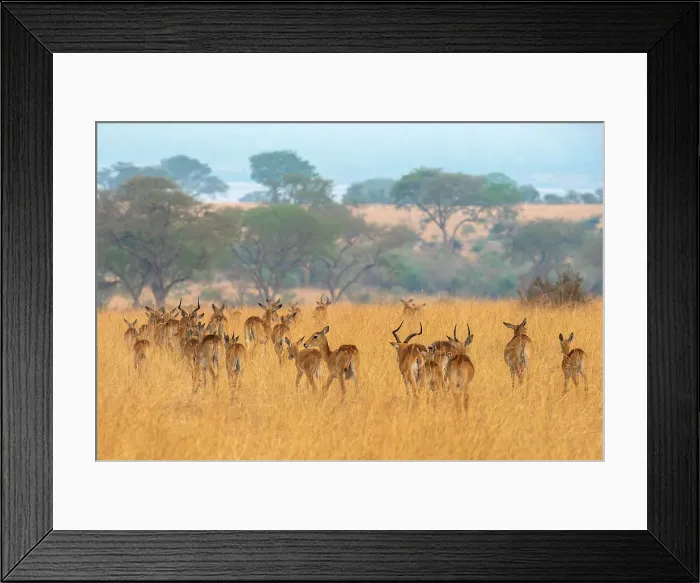 Framed Print : Grant's gazelle herd in Murchison Falls National Park, Uganda, East Africa, Africa Framed Print : Grant's gazelle herd in Murchison Falls National Park, Uganda, East Africa, Africa