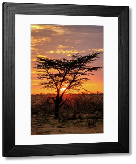 Framed Print : Sunrise behind a tree in the Maasai Mara, Kenya, East Africa, Africa Framed Print : Sunrise behind a tree in the Maasai Mara, Kenya, East Africa, Africa