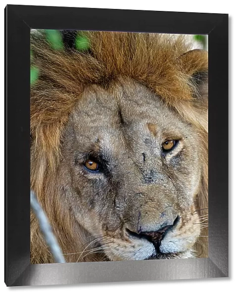 Head of an adult male Lion (Panthera leo) in the Maasai Mara, Kenya, East Africa, Africa