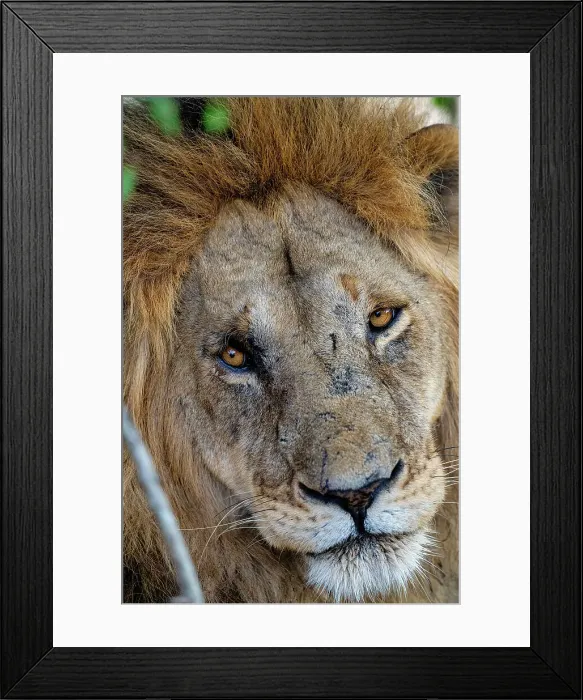 Framed Print : Head of an adult male Lion (Panthera leo) in the Maasai Mara, Kenya, East Africa, Africa Framed Print : Head of an adult male Lion (Panthera leo) in the Maasai Mara, Kenya, East Africa, Africa