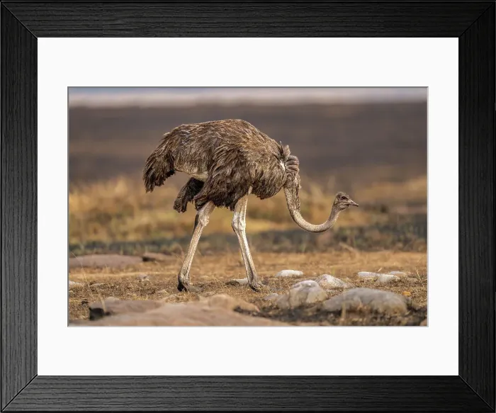 Framed Print : An Ostrich (Struthio), in the Maasai Mara, Kenya, East Africa, Africa Framed Print : An Ostrich (Struthio), in the Maasai Mara, Kenya, East Africa, Africa