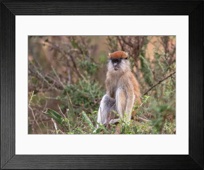 Framed Print : Vervet monkey in Murchison Falls National Park, Uganda, East Africa, Africa Framed Print : Vervet monkey in Murchison Falls National Park, Uganda, East Africa, Africa