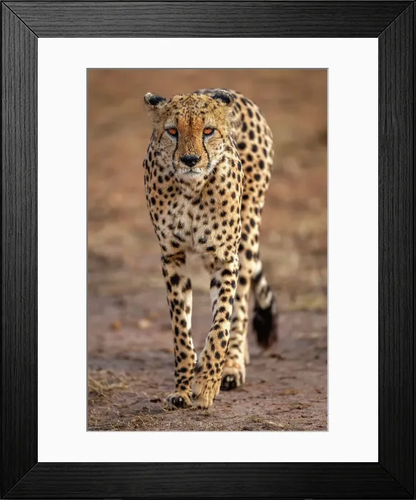 Framed Print : A male Cheetah (Acinonyx jubatus) in the Maasai Mara, Kenya, East Africa, Africa Framed Print : A male Cheetah (Acinonyx jubatus) in the Maasai Mara, Kenya, East Africa, Africa