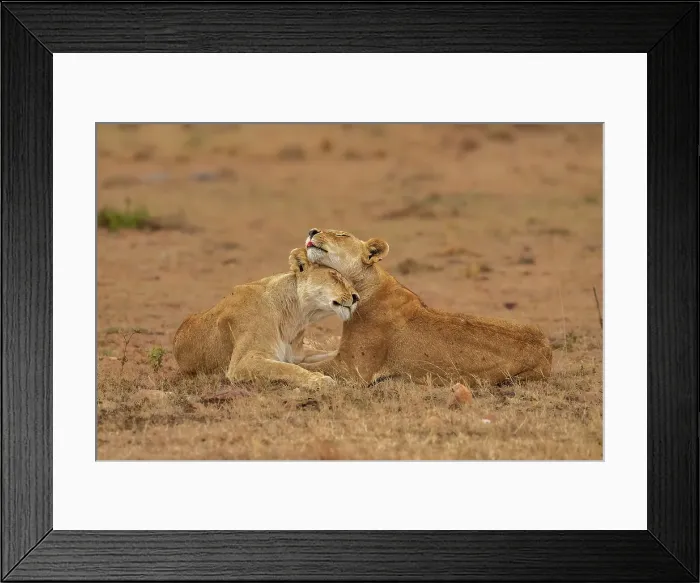 Framed Print : Two Lions (Panthera leo), embracing each other in the Maasai Mara, Kenya, East Africa, Africa Framed Print : Two Lions (Panthera leo), embracing each other in the Maasai Mara, Kenya, East Africa, Africa