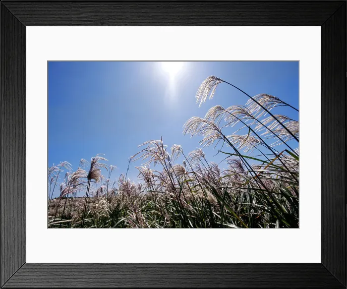 Framed Print : Silver grass, a visitor attraction, growing during autumn on Saebyeol Oreum peak, Jeju Island, South Korea, Asia Framed Print : Silver grass, a visitor attraction, growing during autumn on Saebyeol Oreum peak, Jeju Island, South Korea, Asia