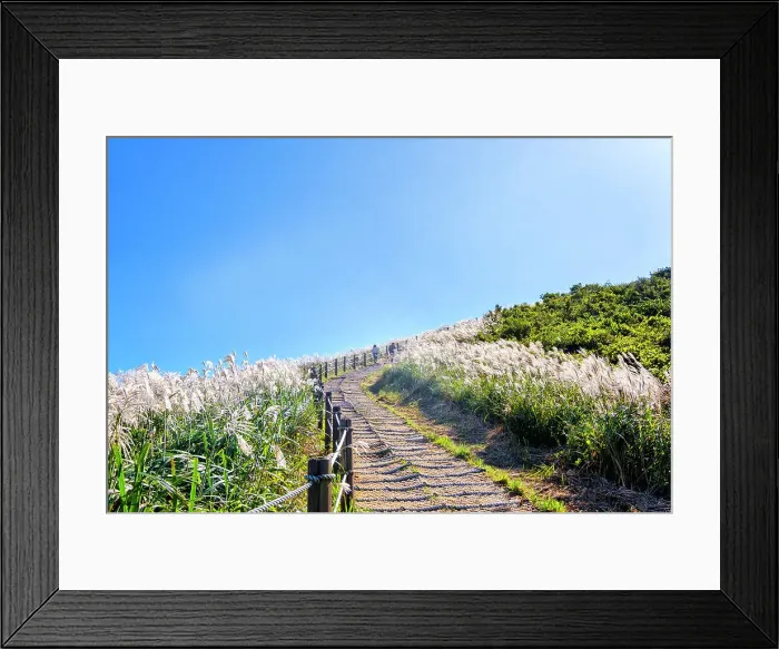 Framed Print : Silver grass, a visitor attraction, growing during autumn on Saebyeol Oreum peak, Jeju Island, South Korea, Asia Framed Print : Silver grass, a visitor attraction, growing during autumn on Saebyeol Oreum peak, Jeju Island, South Korea, Asia