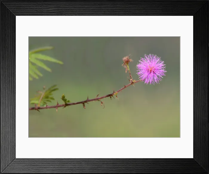 Framed Print : Mimosa pudica, Serra da Canastra, Minas Gerais, Brazil, South America Framed Print : Mimosa pudica, Serra da Canastra, Minas Gerais, Brazil, South America