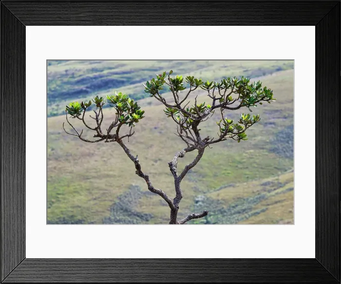 Framed Print : Cerrado tree, Serra da Canastra, Minas Gerais, Brazil, South America Framed Print : Cerrado tree, Serra da Canastra, Minas Gerais, Brazil, South America
