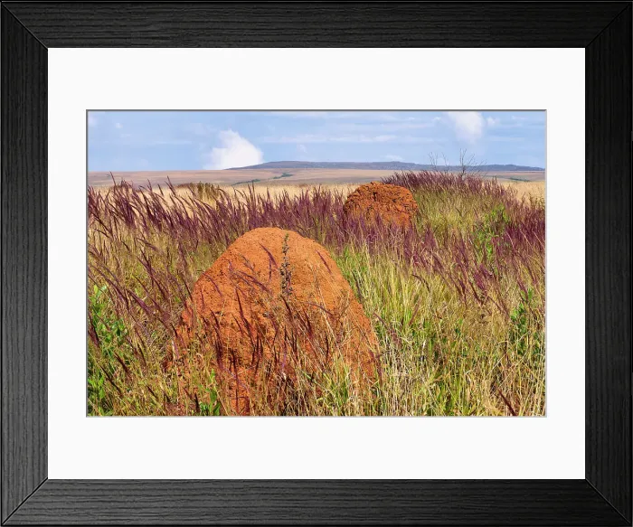 Framed Print : Serra da Canastra landscape with Melinis minutiflora herbs, Capin Melao, and termite mound, Minas Gerais, Brazil, South America Framed Print : Serra da Canastra landscape with Melinis minutiflora herbs, Capin Melao, and termite mound, Minas Gerais, Brazil, South America