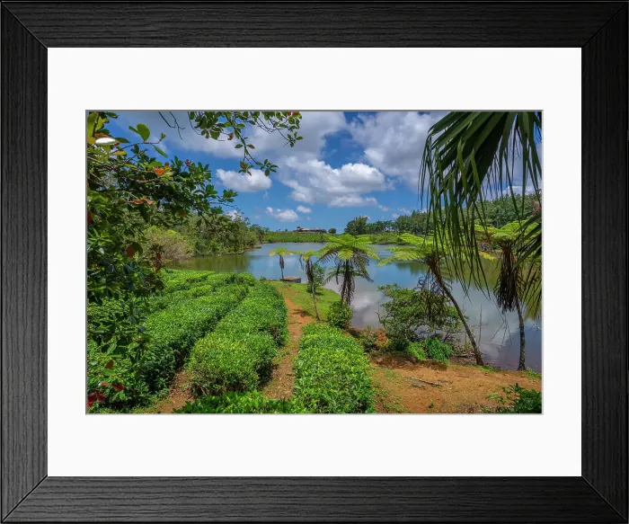 Framed Print : View of exterior of Bois Cheri Tea Estate, Savanne District, Mauritius, Indian Ocean, Africa