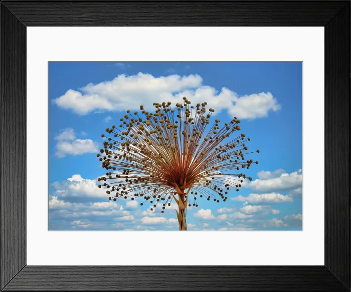 Framed Print : Sempre viva plant (Paepalanthus speciosus), Serra da Canastra, Minas Gerais, Brazil, South America Framed Print : Sempre viva plant (Paepalanthus speciosus), Serra da Canastra, Minas Gerais, Brazil, South America