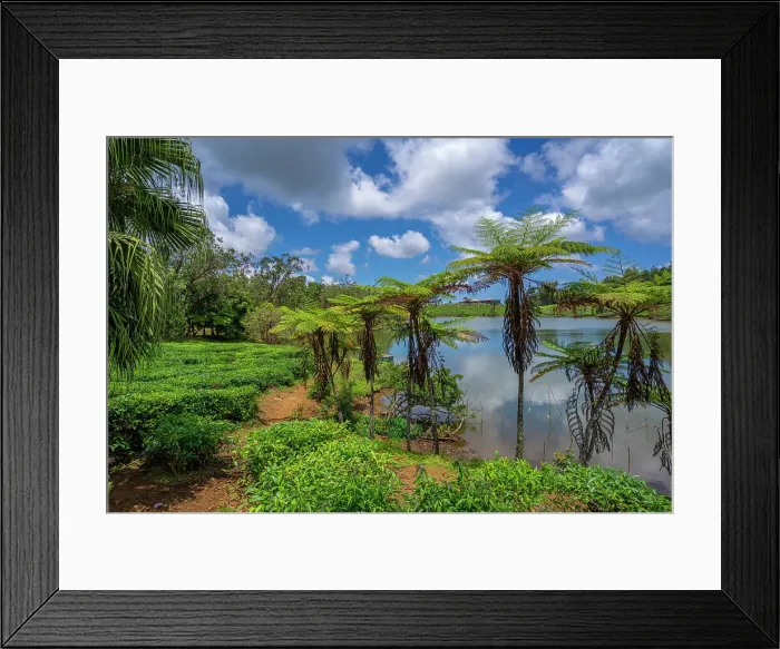 Framed Print : View of exterior of Bois Cheri Tea Estate, Savanne District, Mauritius, Indian Ocean, Africa Framed Print : View of exterior of Bois Cheri Tea Estate, Savanne District, Mauritius, Indian Ocean, Africa