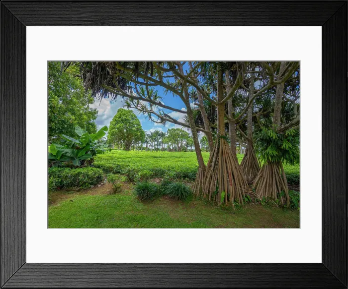 Framed Print : View of tea plants in field at Bois Cheri Tea Factory, Savanne District, Mauritius, Indian Ocean, Africa Framed Print : View of tea plants in field at Bois Cheri Tea Factory, Savanne District, Mauritius, Indian Ocean, Africa