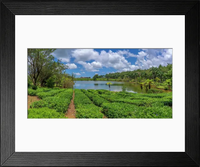 Framed Print : View of exterior of Bois Cheri Tea Estate, Savanne District, Mauritius, Indian Ocean, Africa Framed Print : View of exterior of Bois Cheri Tea Estate, Savanne District, Mauritius, Indian Ocean, Africa