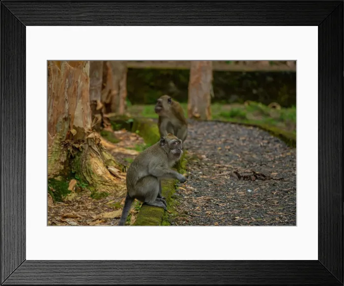 Framed Print : View of Mauritius Cynomolgus Monkey (Crab-eating Macaque), Savanne District, Mauritius, Indian Ocean, Africa Framed Print : View of Mauritius Cynomolgus Monkey (Crab-eating Macaque), Savanne District, Mauritius, Indian Ocean, Africa