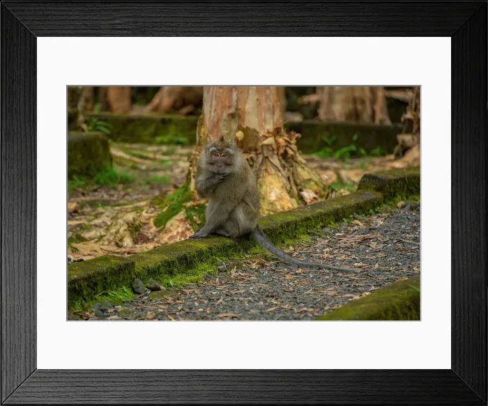Framed Print : View of Mauritius Cynomolgus Monkey (Crab-eating Macaque), Savanne District, Mauritius, Indian Ocean, Africa Framed Print : View of Mauritius Cynomolgus Monkey (Crab-eating Macaque), Savanne District, Mauritius, Indian Ocean, Africa