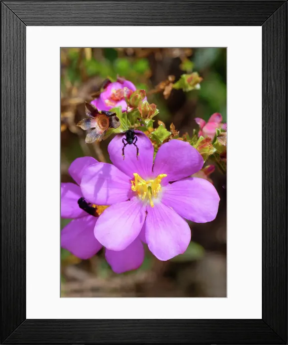 Framed Print : Lavoisiera sampaiona (Microlicia), Serra da Canastra, Minas Gerais, Brazil, South America Framed Print : Lavoisiera sampaiona (Microlicia), Serra da Canastra, Minas Gerais, Brazil, South America