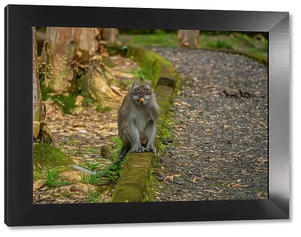 View of Mauritius Cynomolgus Monkey (Crab-eating Macaque), Savanne District, Mauritius, Indian Ocean, Africa