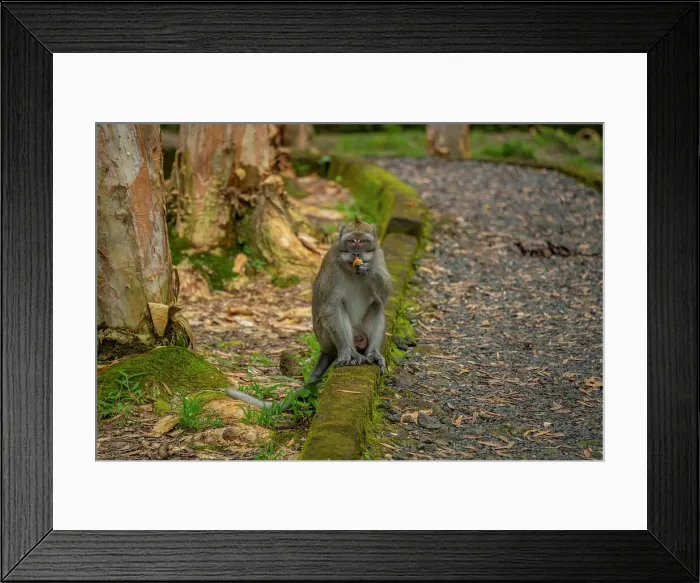 Framed Print : View of Mauritius Cynomolgus Monkey (Crab-eating Macaque), Savanne District, Mauritius, Indian Ocean, Africa Framed Print : View of Mauritius Cynomolgus Monkey (Crab-eating Macaque), Savanne District, Mauritius, Indian Ocean, Africa