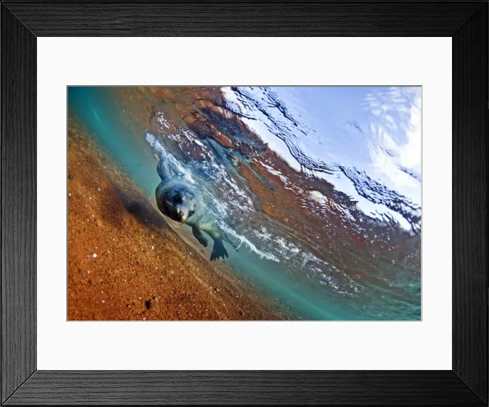 Framed Print : A sea lion in the shallow waters around Rabida Island, Galapagos, Ecuador, South America Framed Print : A sea lion in the shallow waters around Rabida Island, Galapagos, Ecuador, South America