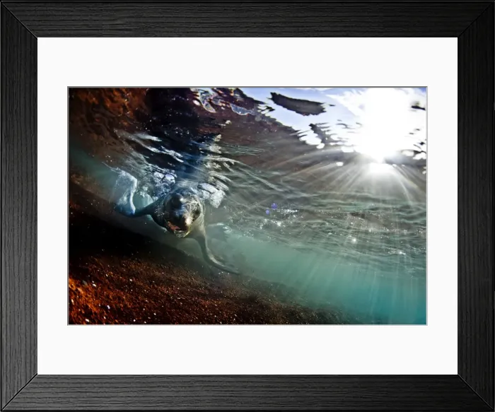 Framed Print : A sea lion in the shallow waters around Rabida Island, Galapagos, Ecuador, South America Framed Print : A sea lion in the shallow waters around Rabida Island, Galapagos, Ecuador, South America