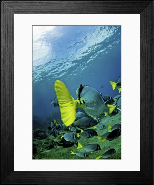 Framed Print : Razor Surgeonfish off Bartolome Island, Galapagos, Ecuador, South America