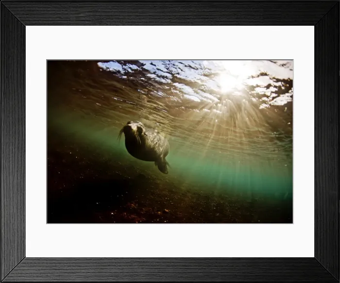 Framed Print : A bull sea lion in the shallow waters around Rabida Island, Galapagos, Ecuador Framed Print : A bull sea lion in the shallow waters around Rabida Island, Galapagos, Ecuador