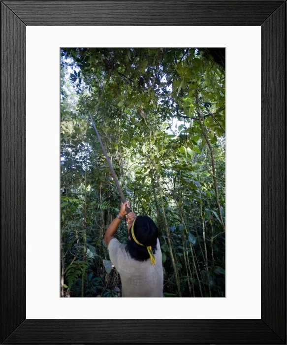 Framed Print : An Achuar man demonstrates using a blowgun, Amazon, Ecuador, South America