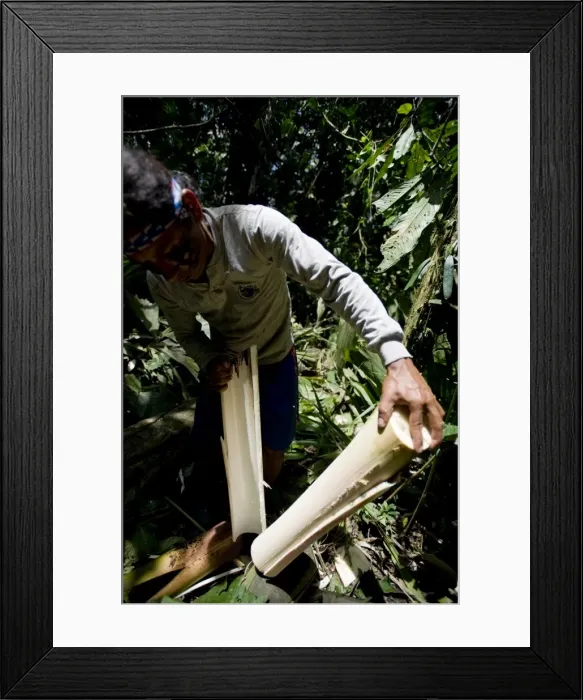 Framed Print : Palmito (heart of palm), Amazon, Ecuador, South America Framed Print : Palmito (heart of palm), Amazon, Ecuador, South America