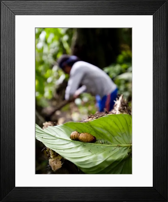 Framed Print : Larva, an Achuar delicacy, Amazon, Ecuador, South America Framed Print : Larva, an Achuar delicacy, Amazon, Ecuador, South America