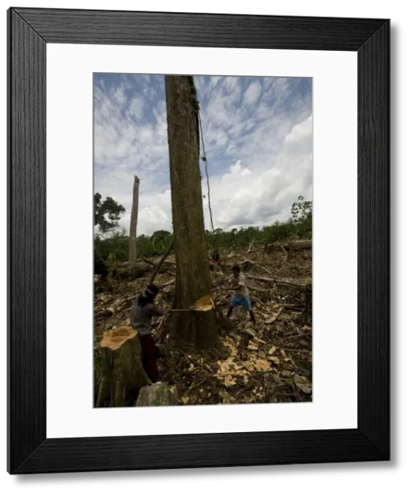 Framed Print : Working in the chakra (garden), Amazon, Ecuador, South America Framed Print : Working in the chakra (garden), Amazon, Ecuador, South America