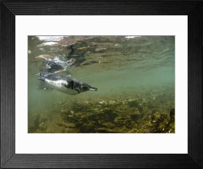 Framed Print : Galapagos penguins, Galapagos Islands, Ecuador, South America Framed Print : Galapagos penguins, Galapagos Islands, Ecuador, South America