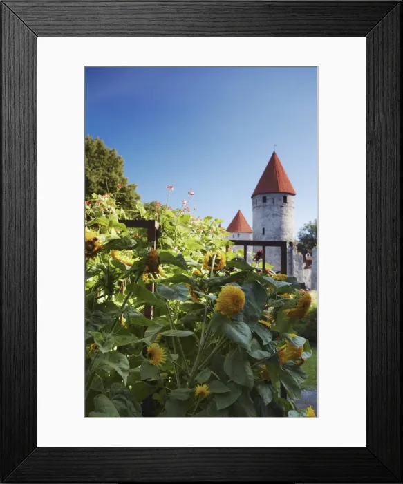 Framed Print : Sunflowers in garden outside Lower Town Wall, Tallinn, Estonia, Baltic States, Europe Framed Print : Sunflowers in garden outside Lower Town Wall, Tallinn, Estonia, Baltic States, Europe